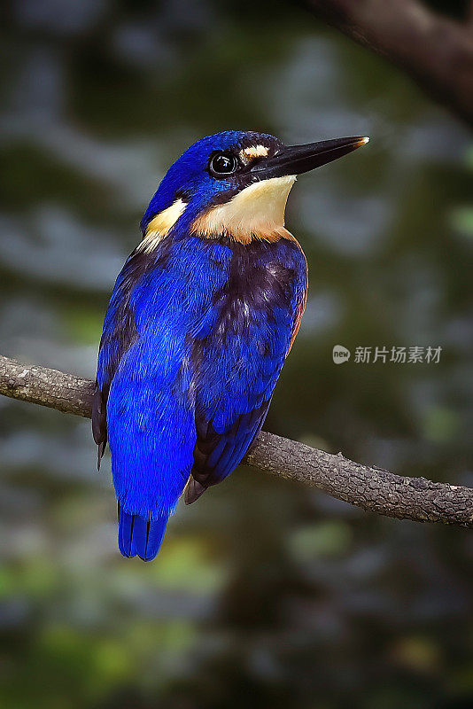 蓝翠鸟(Alcedo az尿素)